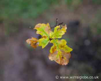 How to help Wirral become net carbon neutral by 2041