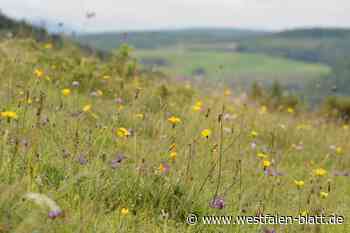 Warburg: Kalkmagerrasen im Diemeltal wurden erfolgreich renaturiert