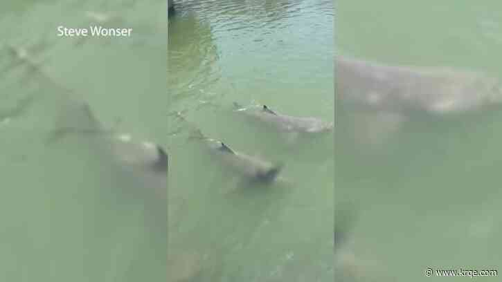 Sharks circle dock outside South Carolina restaurant, video shows