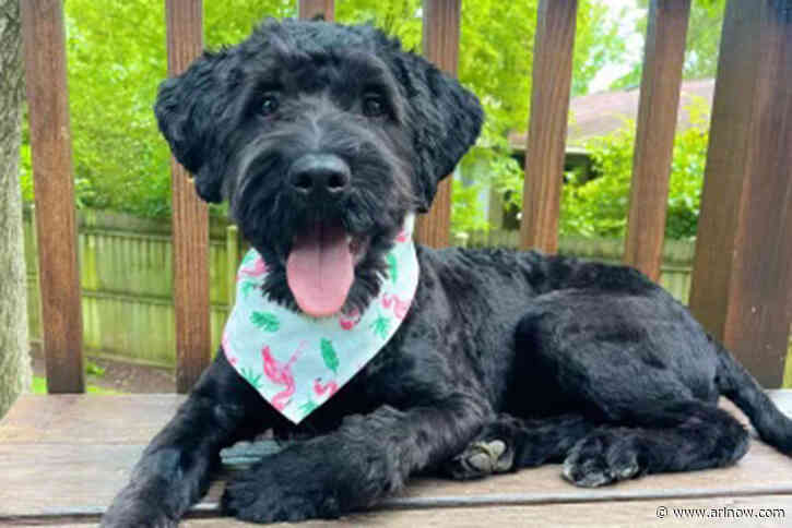 Adoptable Pet of the Week: Panda