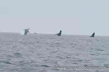 VIDEO: 3 humpbacks jump in unison, in a family birthday surprise