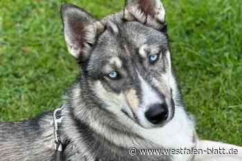 Angefahrener Husky-Welpe aus Kirchlengern kommt bald aus der Tierklinik