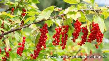 Sommerschnitt an Beerensträuchern: Welche Pflanzen man nach der Ernte zurückschneidet