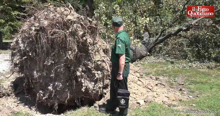 Nubifragio Milano, le tristi immagini del giardino Montanelli trasformato in un cimitero di alberi: “Ne sono caduti 300, alcuni sono secolari”