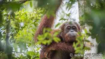 „So süß und klug“: Orang-Utan kommt Touristen in Unterkunft besuchen