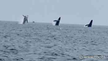 Humpback whales take synchronized swimming to a bigger scale