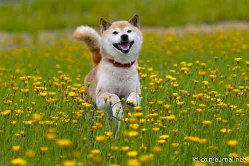 Shiba Memu price prediction as presale hits over $1.2 million in a month