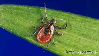 A meat allergy caused by tick spit is getting more common, CDC says