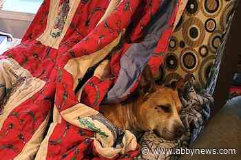 Happy ending to lost-pet saga in Chilliwack as Lucy the dog found