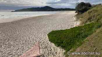 Visitors go off Byron Bay, and the tourism sector suspects overexposure