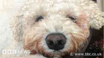 Chesney Hawkes' funeral message for Cleethorpes dog Buddy