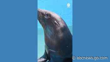 WATCH:  Injured sea lion returns to the ocean