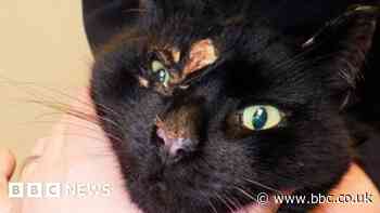 Yorkshire cat cruelty cases on the rise - RSPCA