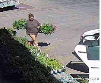 Woman caught on camera taking potted plants from grocery stores faces jail time