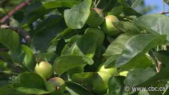 How to find free fruit to harvest in Edmonton