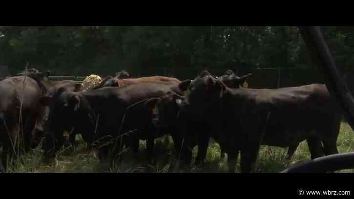 One of the hottest summers on record affecting the bottom line for cattle farmers
