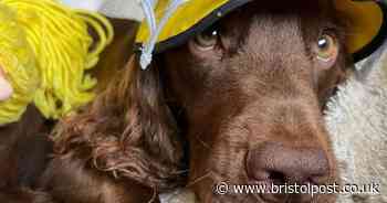 Dog dies of sudden illness after being walked at popular Page Park