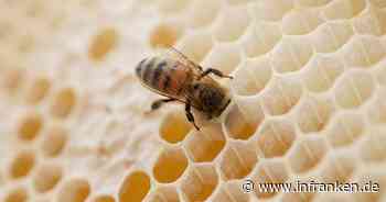 Honigernte fällt gut aus