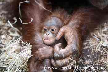 Very special species of orangutan born at Blackpool Zoo