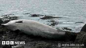 Experts to examine why whales died on Fife beach