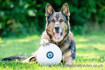 Britain's Got Talent police dog finalist Finn dies aged 14