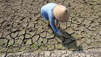 Hitze, Krieg, Ausfuhrsperren - Landwirtschaft befindet sich in einer globalen Krise