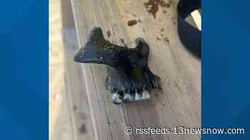 Child finds 'historic' human jawbone on Outer Banks beach