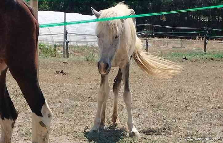 Sans nom, pleins de mouches, chétifs... Trois chevaux maltraités saisis et recueillis dans un refuge à Nice