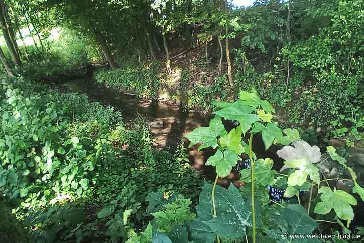 WDGA kritisiert Schwarzbach-Planung in Werther: "Überteuertes Öko-Marketing!"