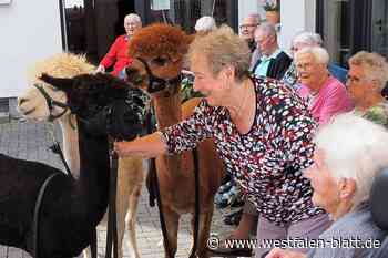Alpakas in der Tagespflege Steinheim