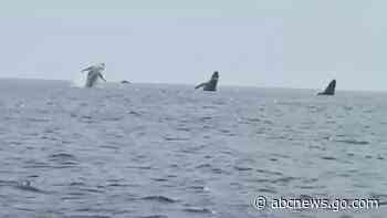 'Whale ballet': Video shows 3 humpbacks jump in unison