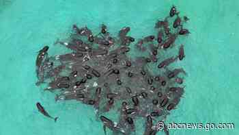 Last of nearly 100 pilot whales that beached on Australia's coast are euthanized after rescue fails