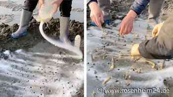 „Ich gehe nie wieder an den Strand“: Fischer lockt wurmartige Tiere aus den Löchern – Video zeigt den Trick
