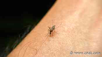 Mosquito Magnets: How Blood Type and Other Factors Make You a Target     - CNET
