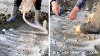 „Ich gehe nie wieder an den Strand“: Fischer lockt wurmartige Tiere aus den Löchern – Video zeigt den Trick