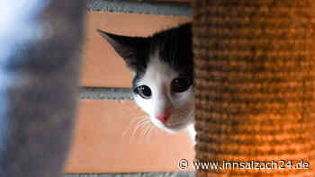 Unbekannter schießt Katze in Engelsberg mit Luftgewehr an