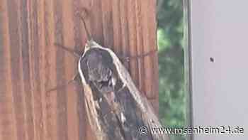 Auf Spurensuche: Unbekanntes Insekt in Brannenburg gesichtet