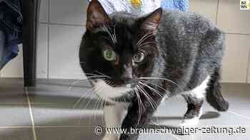 Jimmy - Salzgitters „Tier der Woche“ - hat Charakter