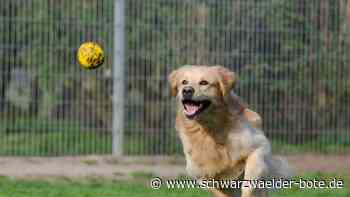 Tierheime in der Region: Hier können Haustiere während des Urlaubs untergebracht werden