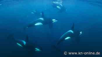 Orcamütter beschützen ihre Söhne – nach der Menopause