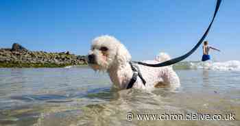 Dogs Trust and RNLI experts on keeping your dog safe on a trip to the coast this summer