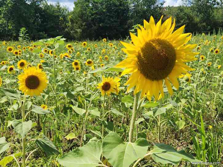 You get a flower, U-Pick a flower