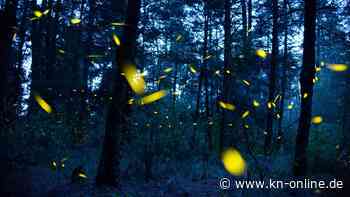 USA: Ehepaar lädt zu Glühwürmchen-Partys auf sein Grundstück ein