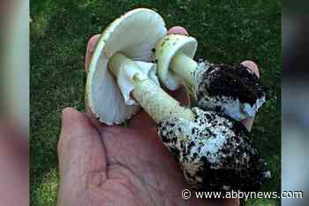 Toxic death cap mushrooms showing up in B.C. earlier than usual