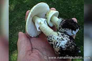 Toxic death cap mushrooms showing up in B.C. earlier than usual