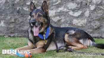'Hero' Hertfordshire police dog Finn dies aged 14