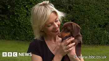 Twiglet back home after dognapping caught on camera