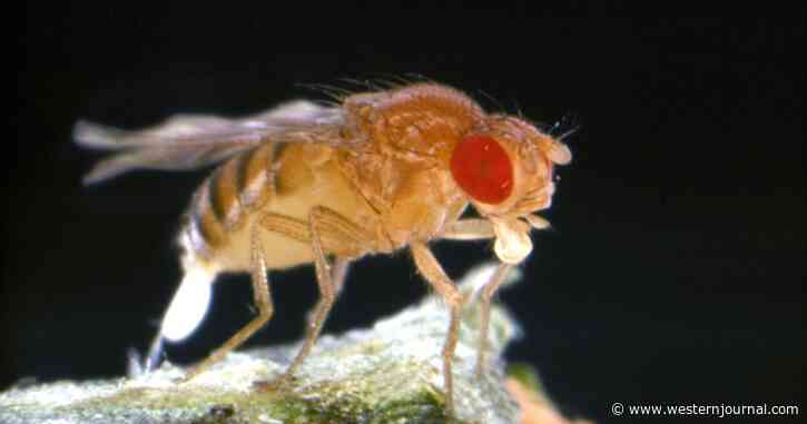 Scientists Pushing Us Past the Point of No Return with Genetically Engineered Fruit Flies
