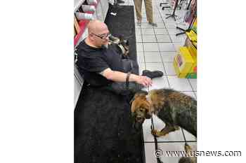 8 Dogs Died From Extreme Heat in the Midwest During Unairconditioned Drive