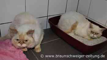 Perserkater in Braunschweig: Tiere wurden einfach ausgesetzt
